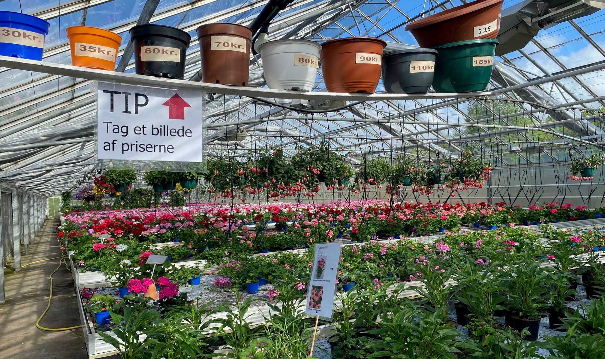 Blomsterhav i gartneriet.jpg