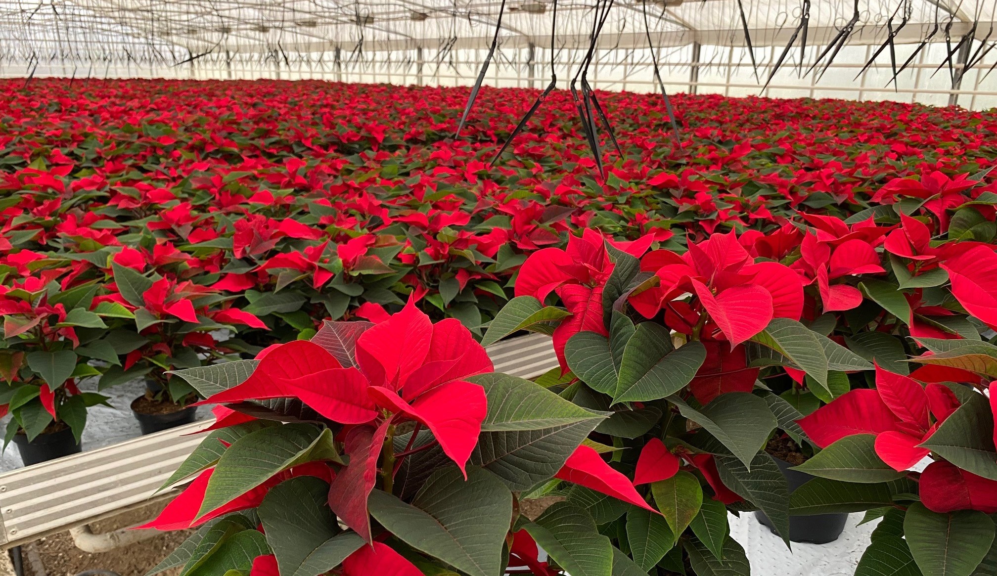 Hav af røde julestjerner i gartneriet.jpg